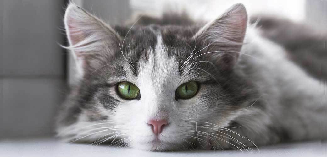 Loving-Meow cat blog homepage bg