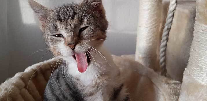 Cat sticking it's tongue out