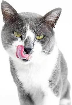 cat with tongue hanging out