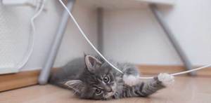 Cat won't stop chewing cords