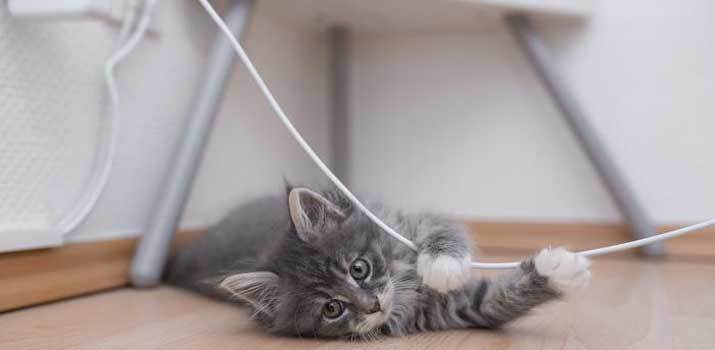 Cat-won't-stop-chewing-cords Cat won't stop chewing cords