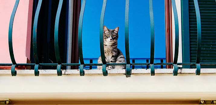 Cat on balcony