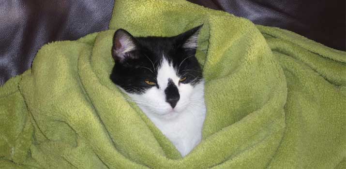 Cat wrapped in a blanket to protect agains the cold