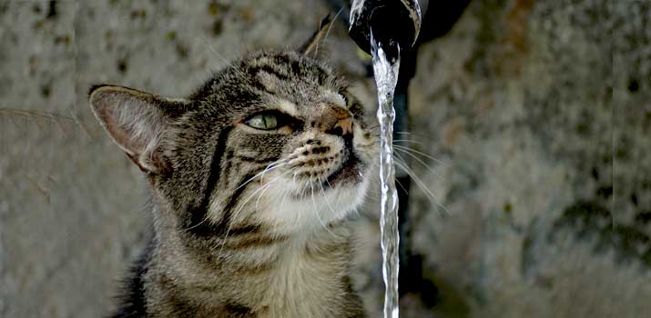 Cat drinking from moving water from fountain