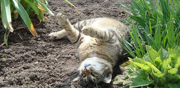 Cat rolling in the dirt