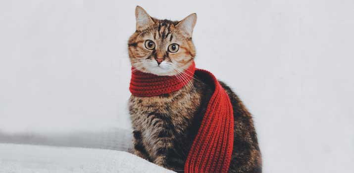 Feline cat wrapped in a thick scarf to keep warm in the cold