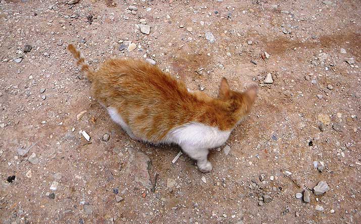 feline cat rubbing its back in the dirt