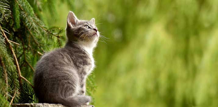 Cat-smelling-something-from-a-distance Cat smelling something from a distance