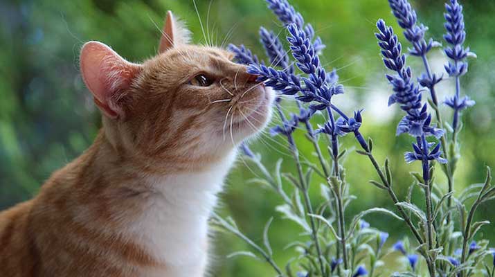 Cat smelling a flower