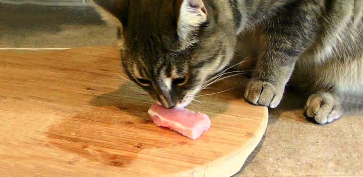 Cat eating pork