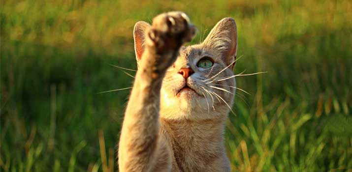 Cat-reaches-its-paw-out-to-owner Cat reaches its paw out to owner