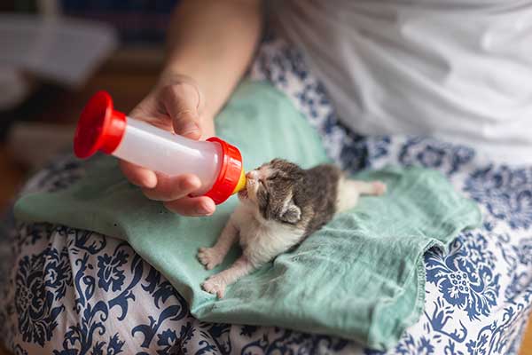 hand-fed kitten with a bottle
