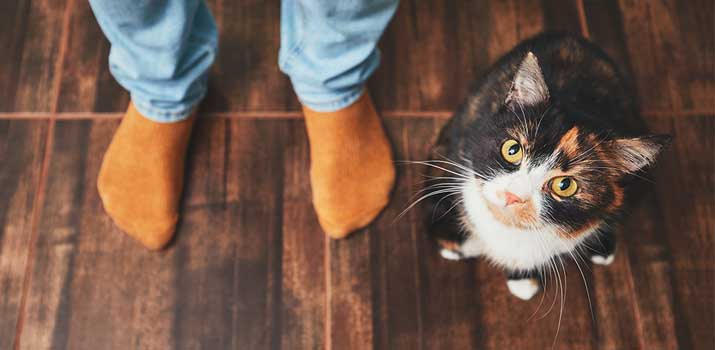 Cat holding a grudge with its owner